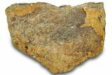 Dinosaur (Triceratops) Bone Section - Montana #300463-1